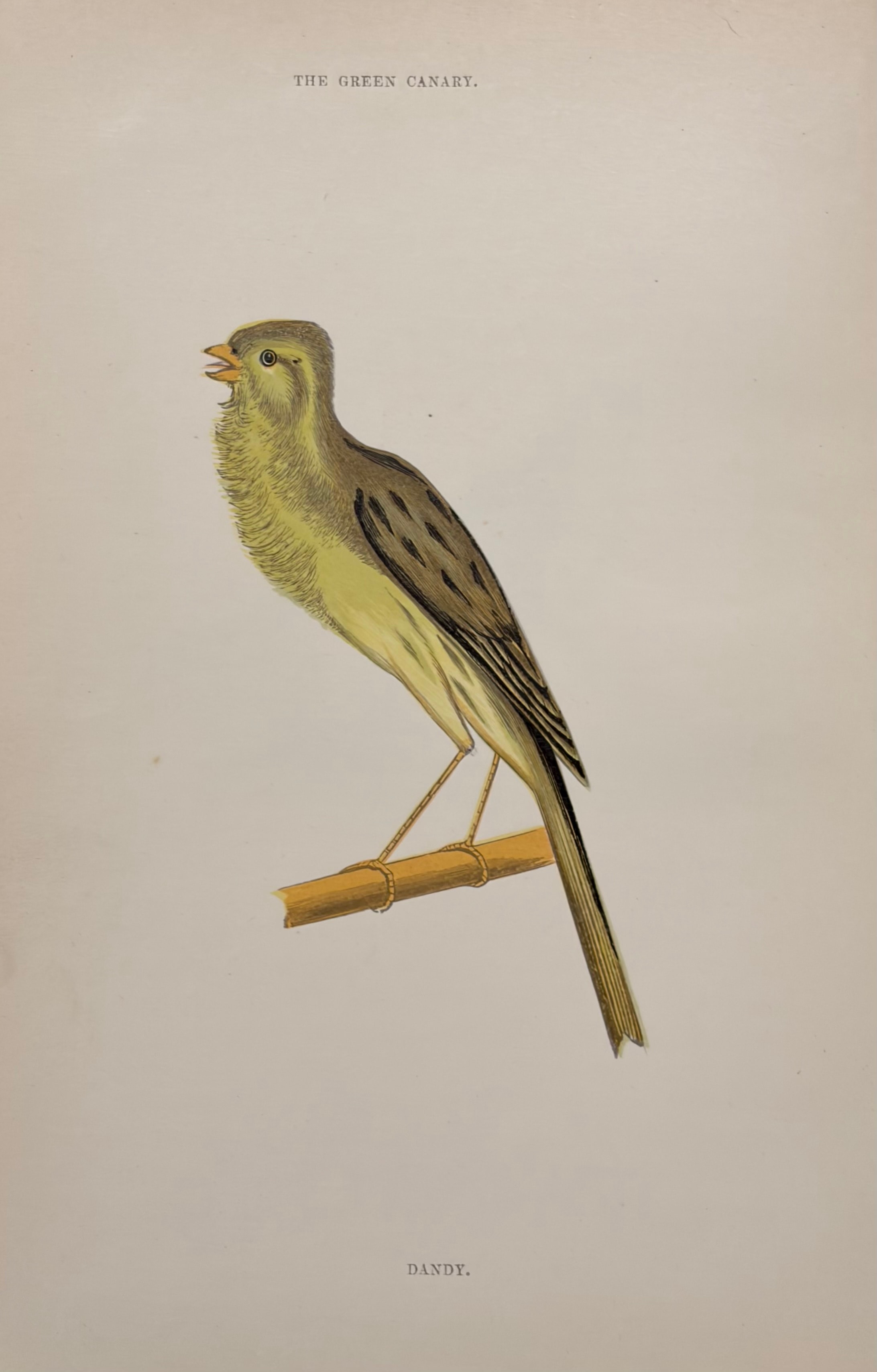 The Green Canary — Dandy