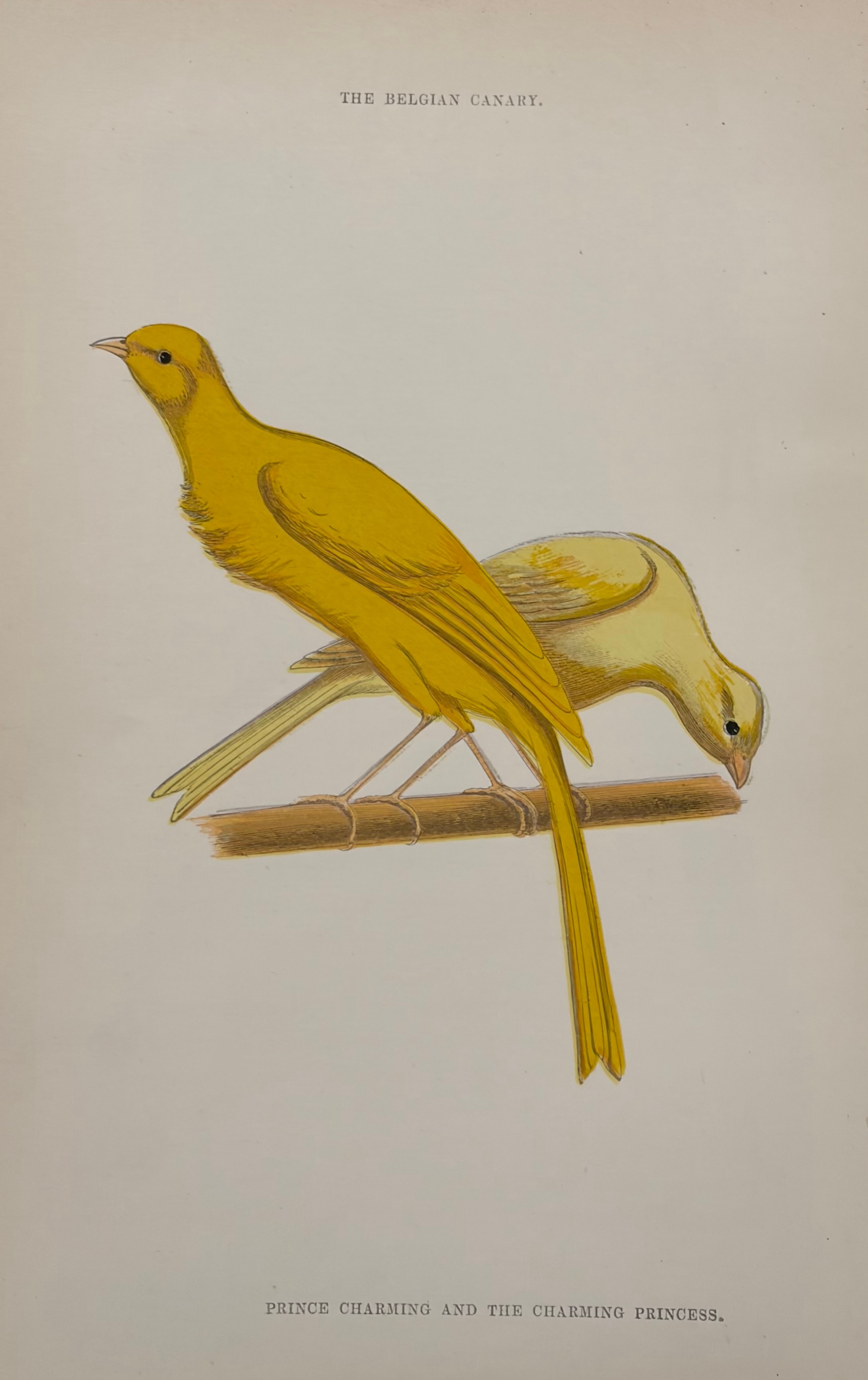 The Belgian Canary — Prince Charming and the Charming Princess