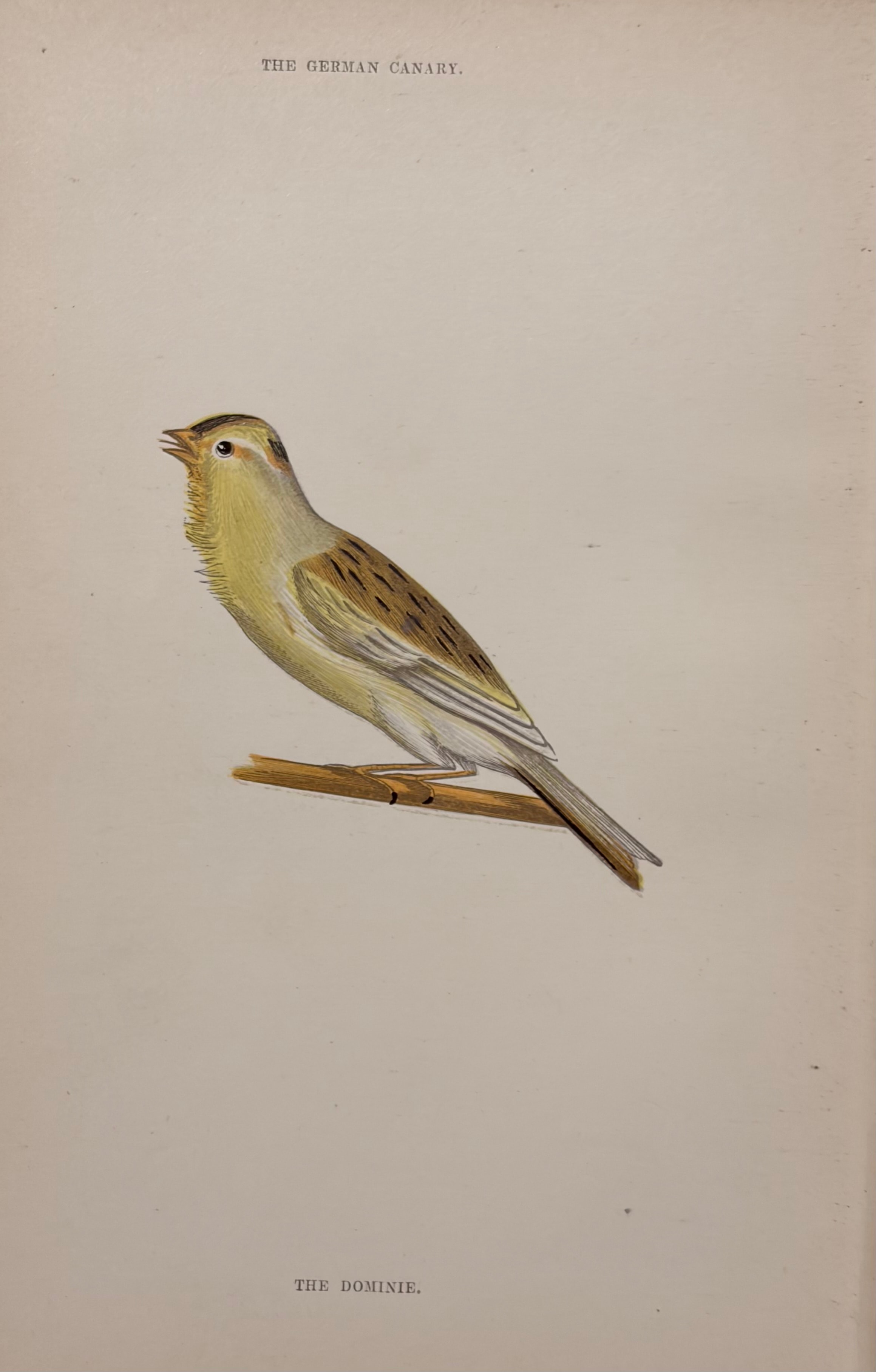 The German Canary — The Dominie