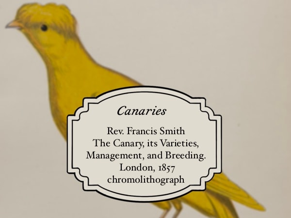 Rev. Francis Smith